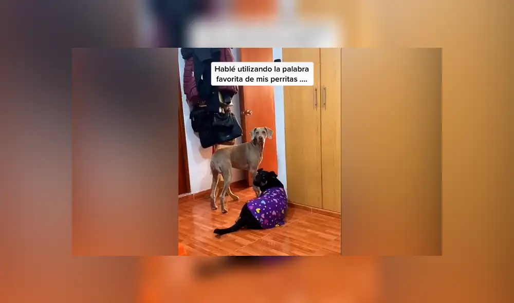 Desliza las imágenes para ver la curiosa conducta que tuvieron los canes al escuchar sus ‘palabras favoritas’. Fotocapturas: Magali Quintana/TikTok