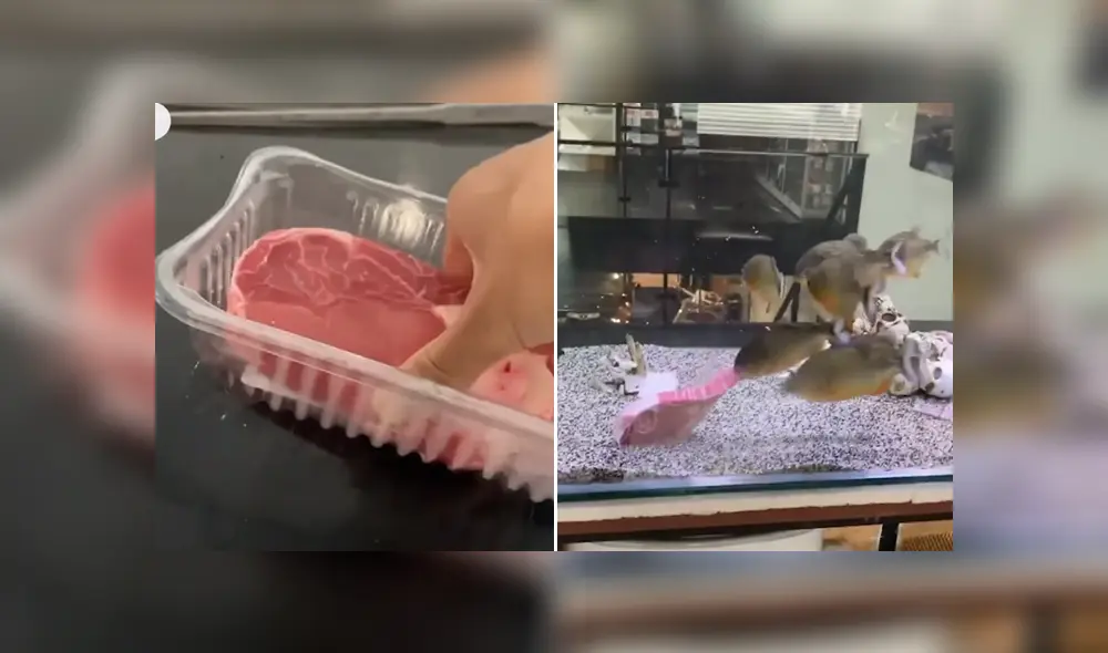 Un joven quiso demostrar lo feroces que son sus pirañas cuando ven un trozo de carne. Foto. Facebook Un joven quiso demostrar lo feroces que son sus pirañas cuando ven un trozo de carne. Foto. Facebook