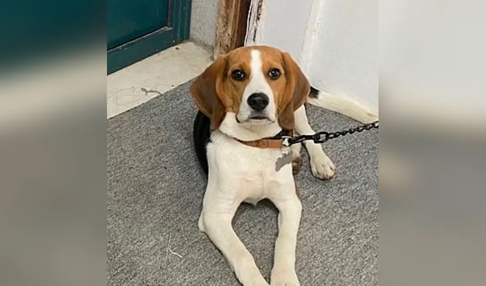 Desliza hacia la izquierda para ver el rostro de tristeza del perrito al ver su plato preferido destruido. Foto: TikTok Desliza hacia la izquierda para ver el rostro de tristeza del perrito al ver su plato preferido destruido. Foto: TikTok