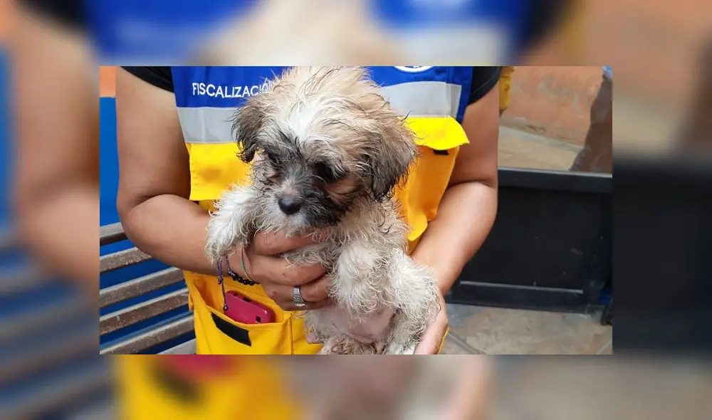 Los cachorros eran mojados constantemente.