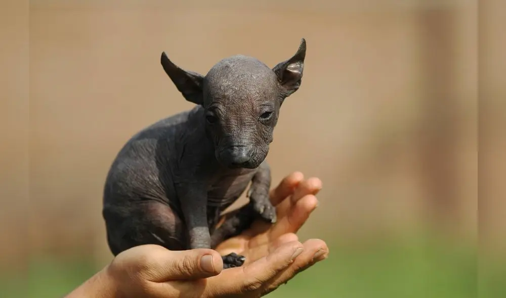 PERRO PERUANO O PERRO CHINO PERRO PERUANO O PERRO CHINO