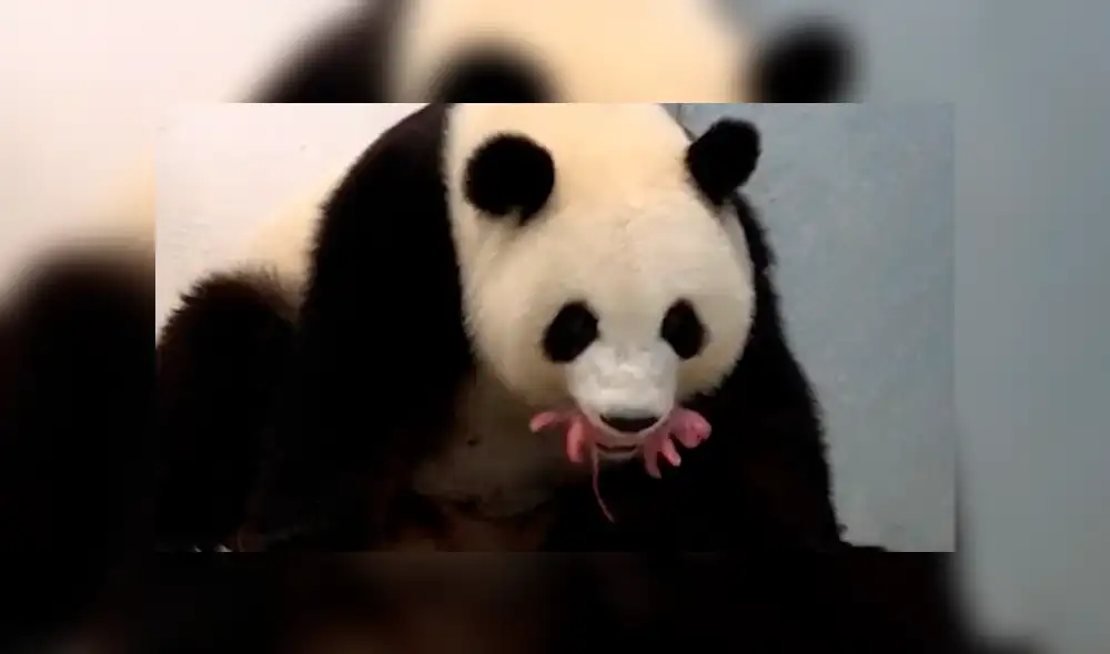 Meng Meng carga a uno de sus bebés. Foto: EFE. Meng Meng carga a uno de sus bebés. Foto: EFE.