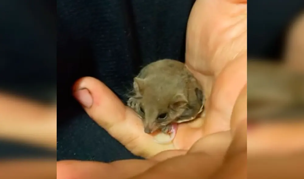 Desliza las imágenes para apreciar el momento en que una pósum pigmeo da luz a su cría en la mano de su rescatista. Foto: Captura de Facebook
