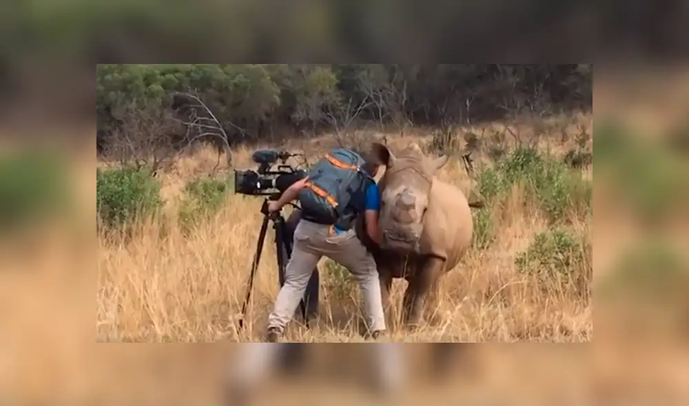 Desliza las imágenes hacia la izquierda para apreciar la sentimental escena protagonizada por un rinoceronte.