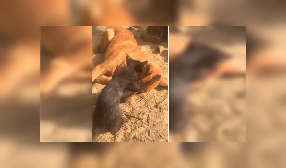 Es viral en Facebook. El dueño de los animales se percató de la emotiva escena y la grabó para compartirla en redes sociales Es viral en Facebook. El dueño de los animales se percató de la emotiva escena y la grabó para compartirla en redes sociales