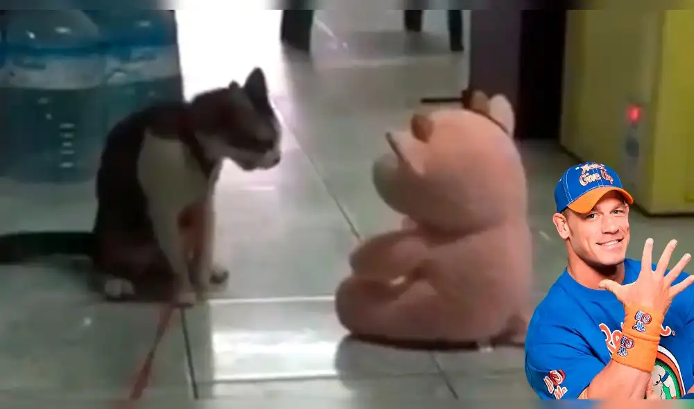 En Facebook: gato arrasa en redes tras técnica de luchador [VIDEO]