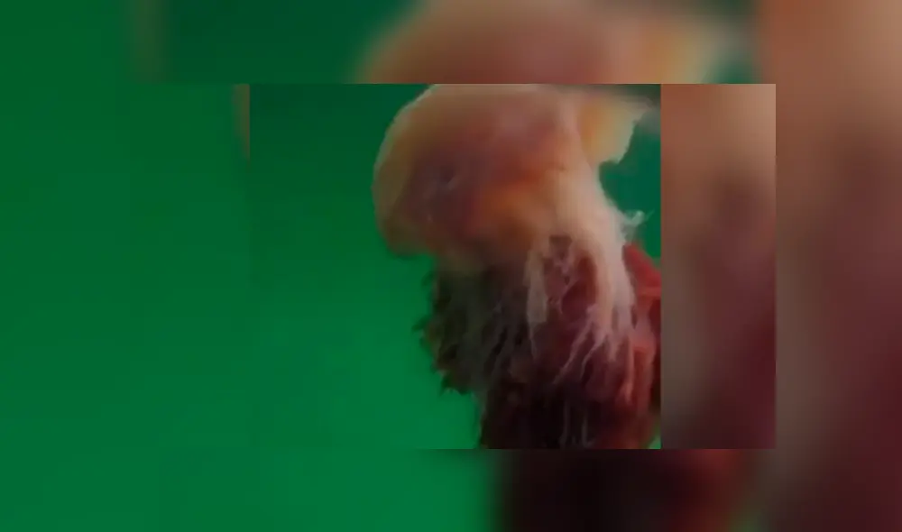 Las hermanas suelen encontrar inusuales criaturas, pero nunca habían visto una medusa tan grande. Foto: Newstalk