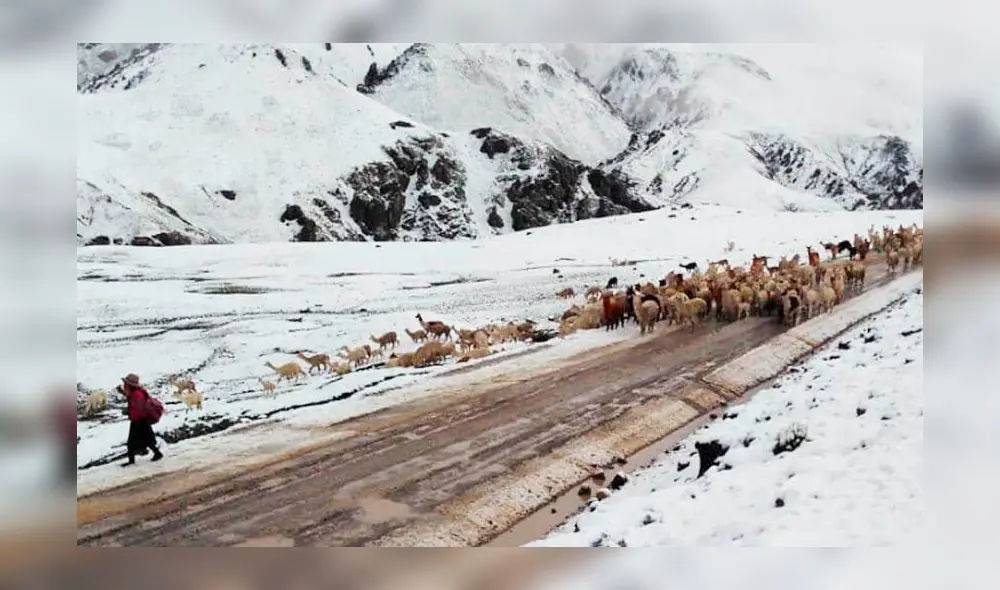 Nevadas y huaicos en La Unión afectan a pobladores y camélidos.
