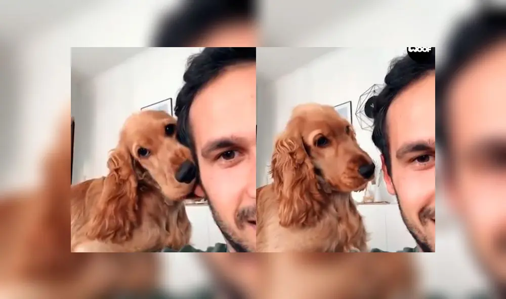 Desliza las imágenes para ver la peculiar reacción que tuvo un perro al descubrir que lo estaban filmando. Foto: Woof Woof Desliza las imágenes para ver la peculiar reacción que tuvo un perro al descubrir que lo estaban filmando. Foto: Woof Woof