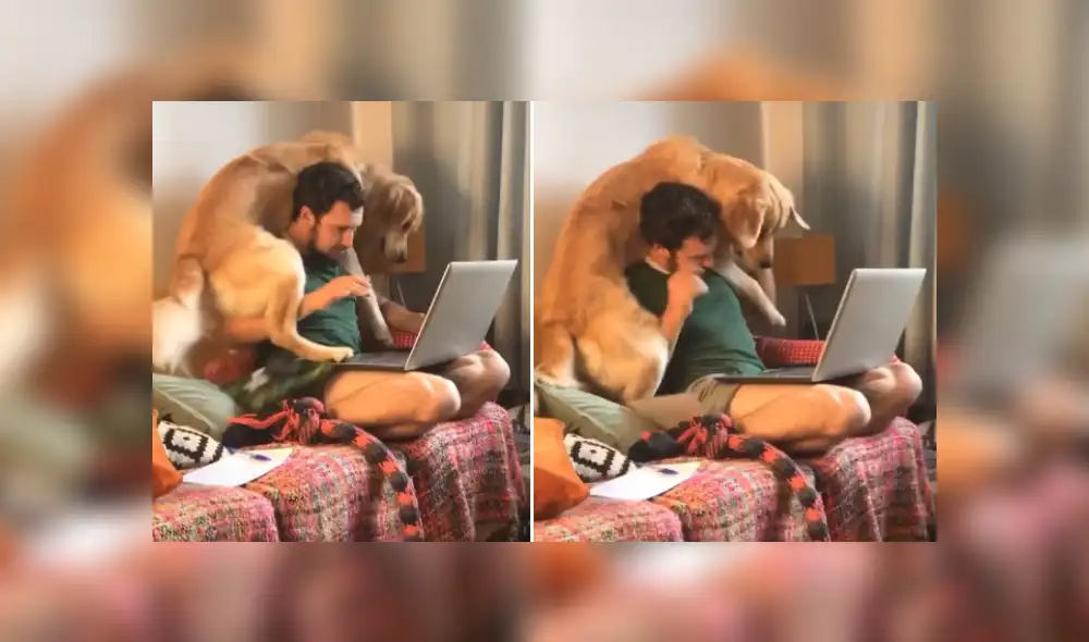 Desliza para ver más imágenes de este travieso perro que hizo reír a todos. (Foto: captura / TIkTok)
