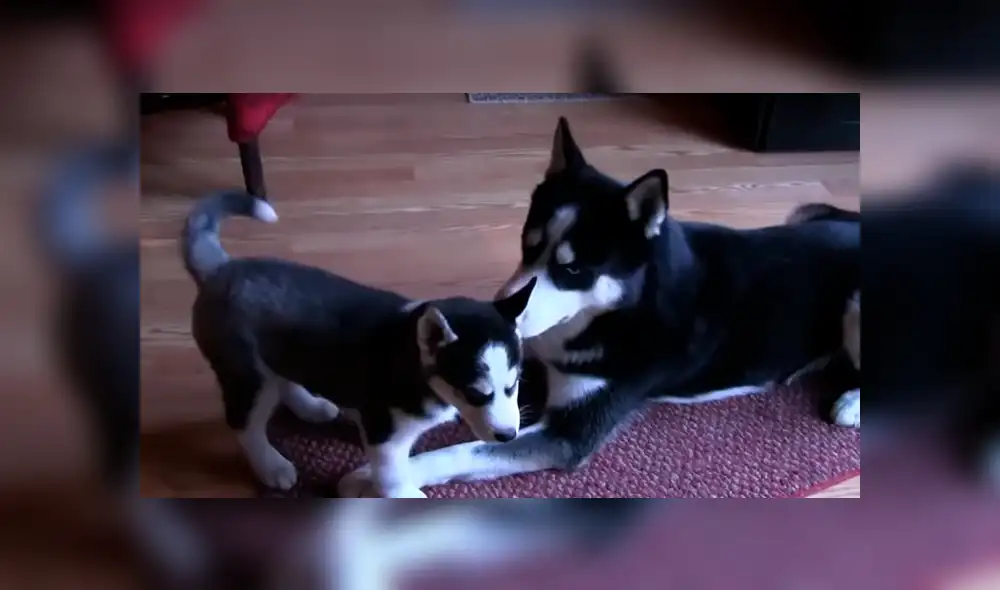 Desliza para ver los momentos más tiernos del emotivo video que se hizo viral en Facebook. Desliza para ver los momentos más tiernos del emotivo video que se hizo viral en Facebook.