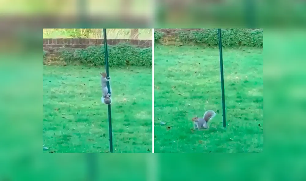 Desliza las imágenes para conocer el curioso truco que inventó una mujer para evitar que una ardilla se lleve la comida.
