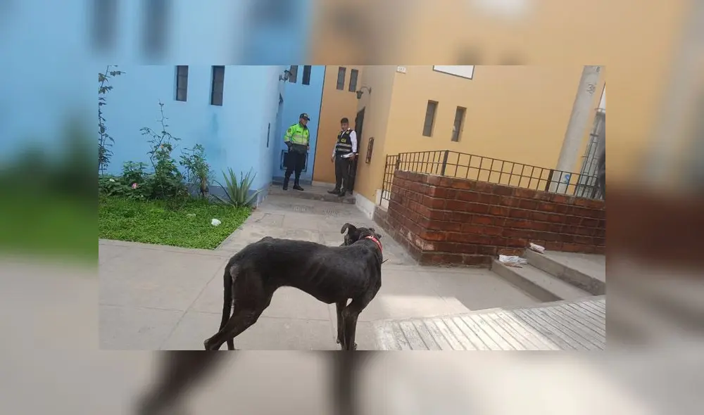 Fue el fuerte olor que salía de la casa 167 lo que llamó la atención de vecinos. (Foto: Grace Mora / La República)