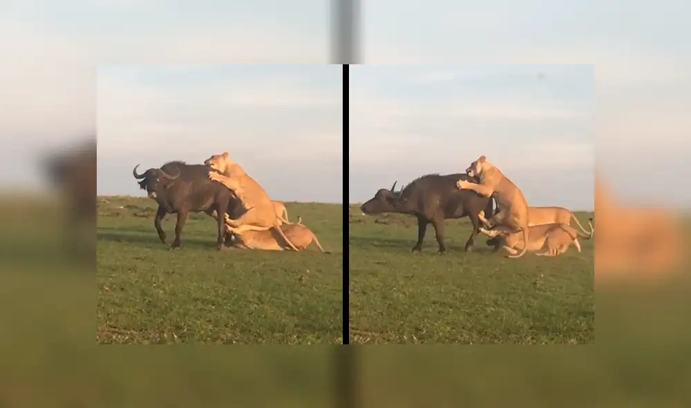 YouTube viral: estas son las sobrecogedoras imágenes de cuando leones devoran a enorme búfalo [VIDEO]