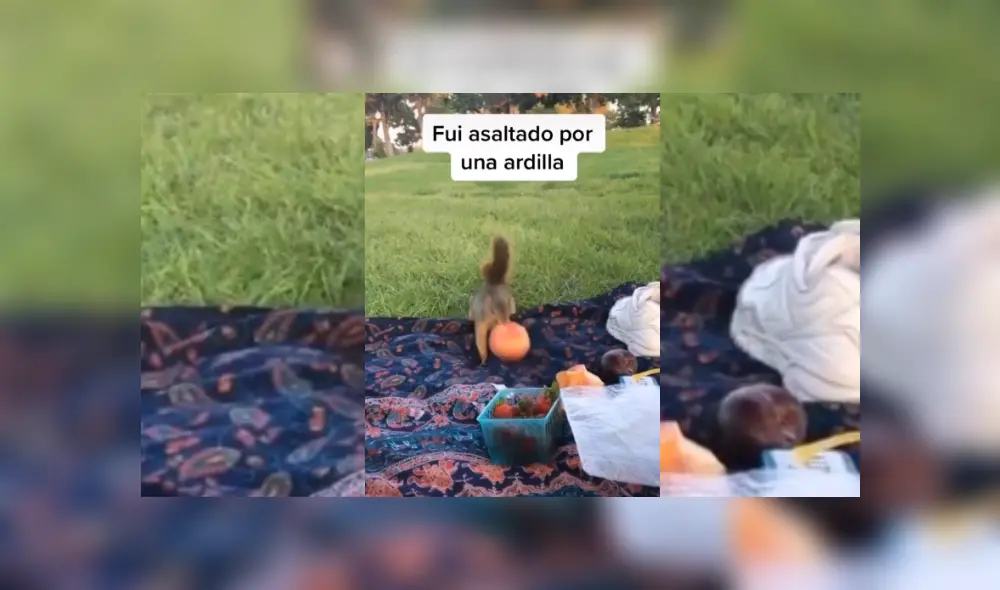 Video es viral en TikTok. El hombre estaba disfrutando de un soleado día acostado sobre el pasto, cuando una ardilla se acercó sigilosamente hacia su comida. Video es viral en TikTok. El hombre estaba disfrutando de un soleado día acostado sobre el pasto, cuando una ardilla se acercó sigilosamente hacia su comida.