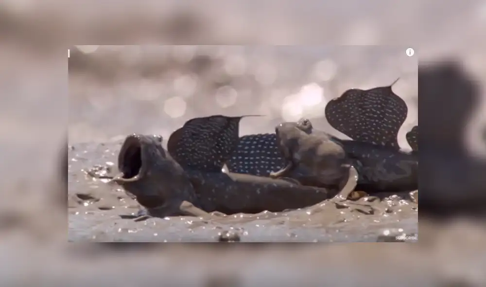 Desliza para ver los detalles del video viral de Facebook. Foto: Captura. Desliza para ver los detalles del video viral de Facebook. Foto: Captura.