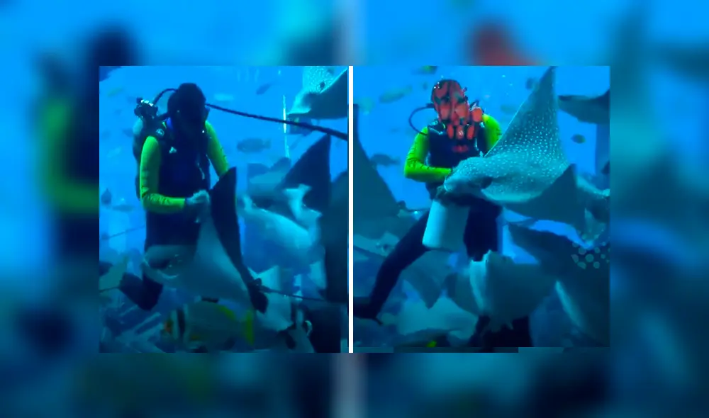 Un video viral de Facebook registró el momento en que un buzo es atacado por una mantayarra. Un video viral de Facebook registró el momento en que un buzo es atacado por una mantayarra.