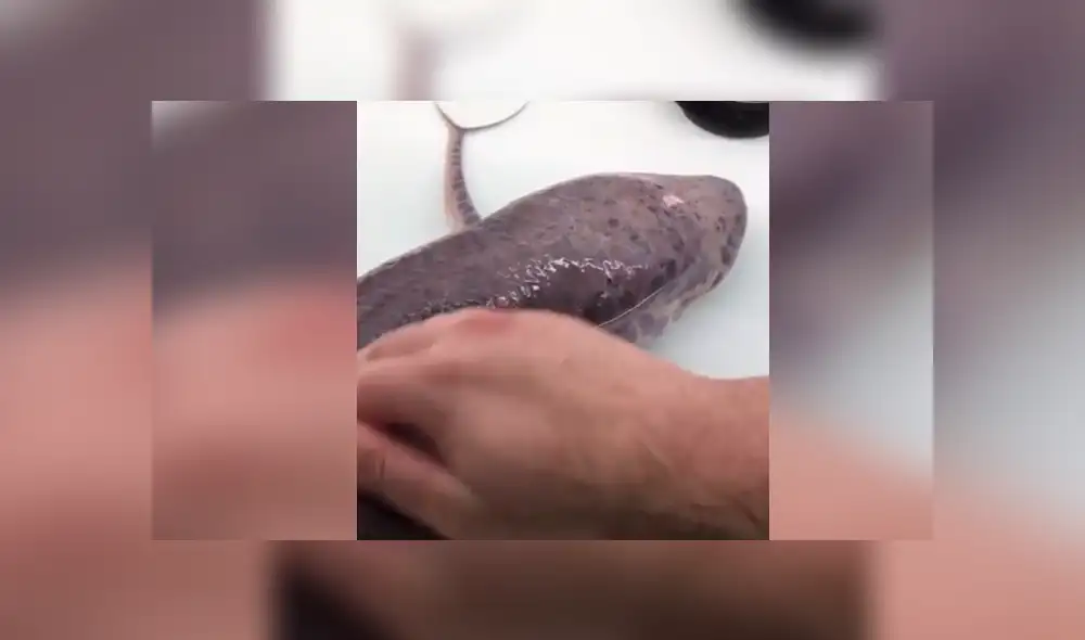 El aspecto del animal sorprendió a varios usuarios que no imaginaban que existía una criatura como esta. Foto: captura El aspecto del animal sorprendió a varios usuarios que no imaginaban que existía una criatura como esta. Foto: captura