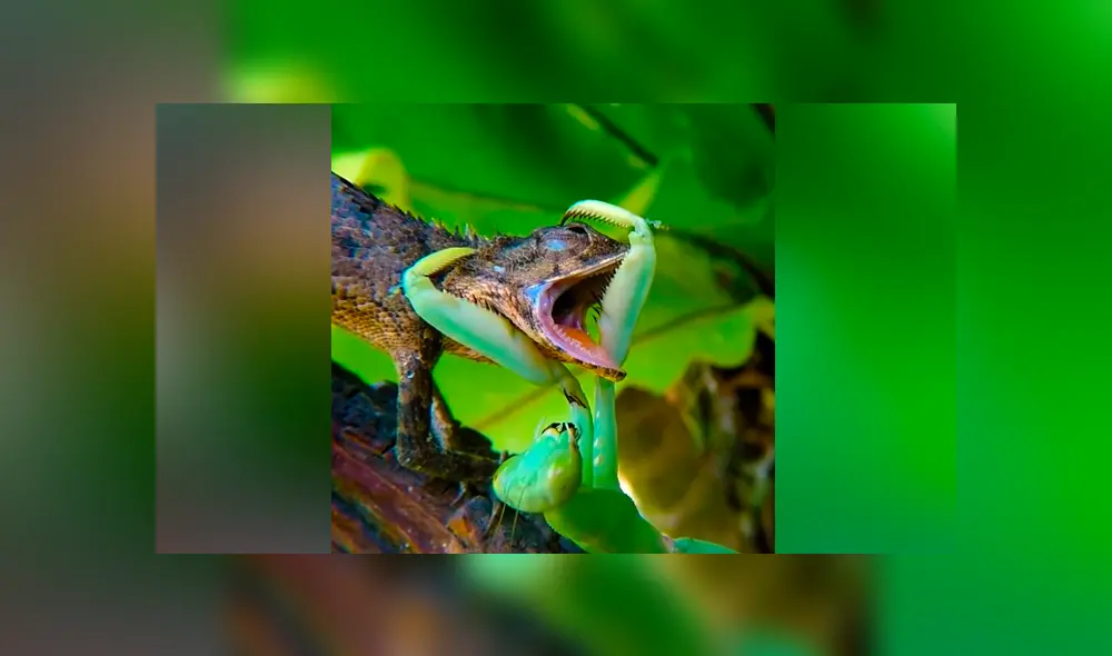 Un video viral muestra la feroz batalla que tuvieron un lagarto y una mantis religiosa. Un video viral muestra la feroz batalla que tuvieron un lagarto y una mantis religiosa.