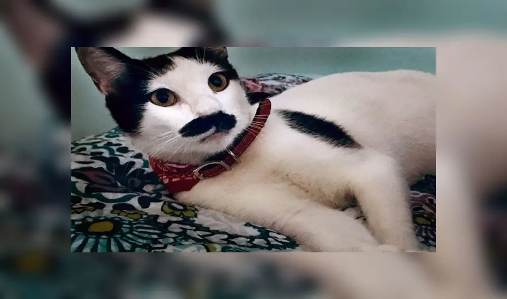 Desliza para conocer a Alberto, el gatito con bigote que se parece a Hitler. Foto: Caters News Agency Desliza para conocer a Alberto, el gatito con bigote que se parece a Hitler. Foto: Caters News Agency