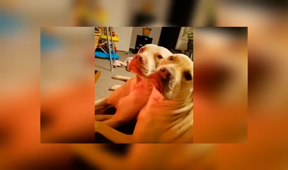 Desliza las imágenes para observar el amoroso momento de dos perros que aprovecharon estar solos en casa. Foto: Captura. Desliza las imágenes para observar el amoroso momento de dos perros que aprovecharon estar solos en casa. Foto: Captura.