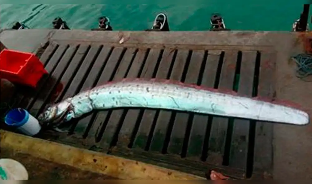 Aparece “pez de los temblores” en la costa de Piura 