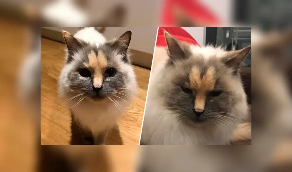 Desliza para ver el aspecto de esta gata que conmovió a todos en Facebook. Foto: Captura.