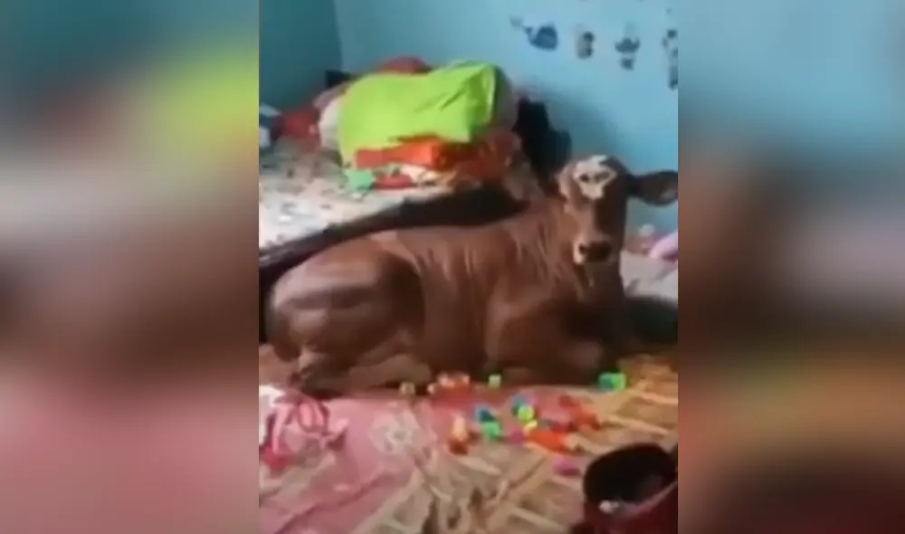 Desliza hacia la izquierda para ver las imágenes del video viral. Foto: captura de Facebook.