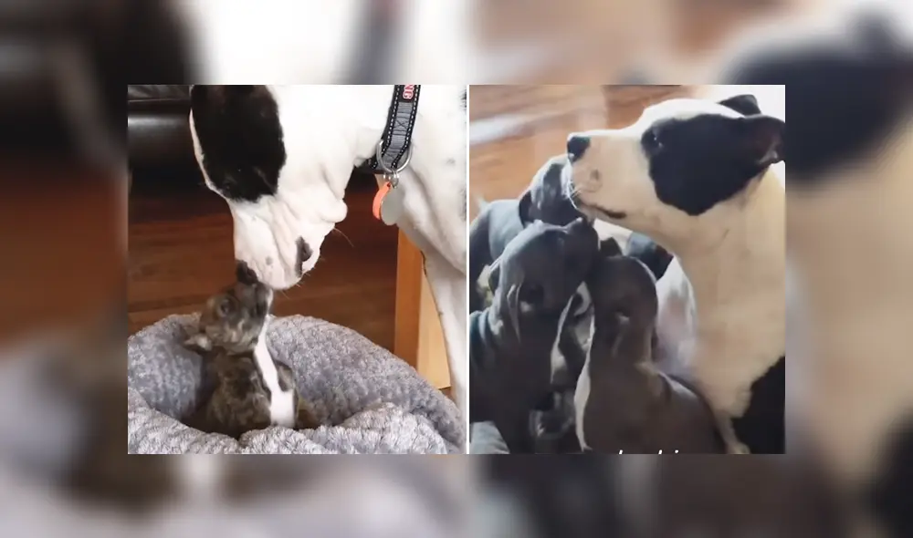 El perro se se encarga de cuidar a todos los pequeños canes que llegan al refugio donde vive. Foto: YouTube El perro se se encarga de cuidar a todos los pequeños canes que llegan al refugio donde vive. Foto: YouTube