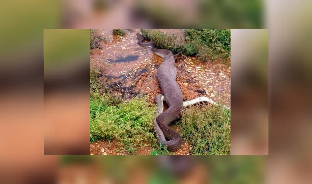 Hombre graba el momento en que una enorme serpiente devora a cocodrilo. Hombre graba el momento en que una enorme serpiente devora a cocodrilo.