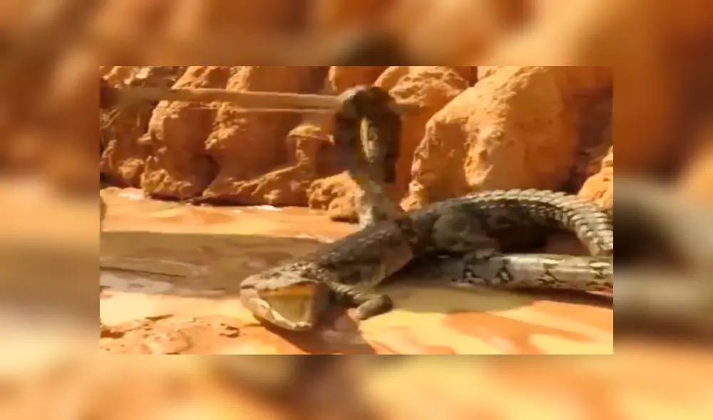 YouTube viral: mamá cocodrilo defiende a sus crías del ataque de una temible anaconda 