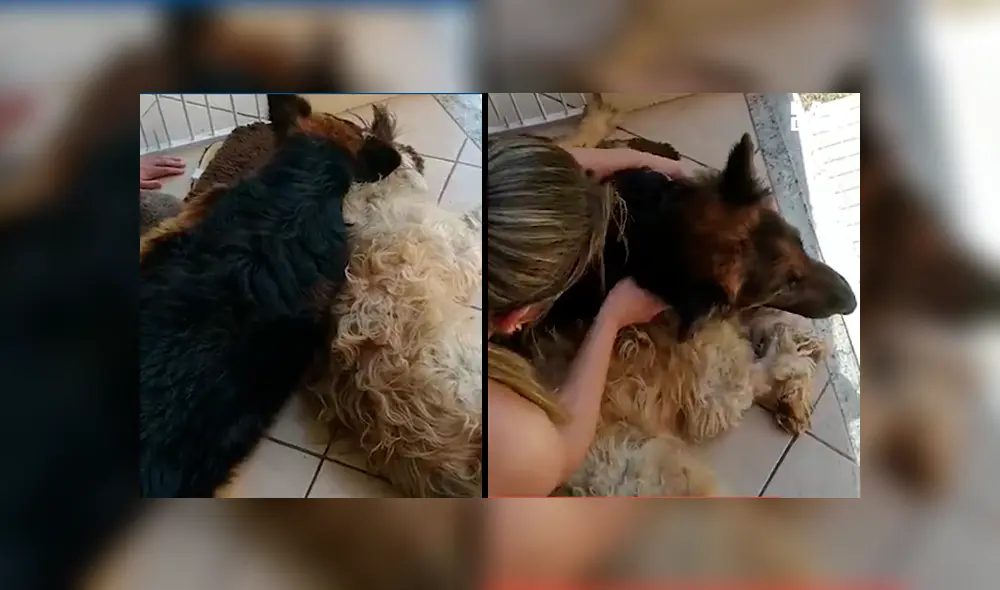 Facebook viral: perro cree que su compañero ha muerto y hace hasta lo imposible por seguir a su lado Facebook viral: perro cree que su compañero ha muerto y hace hasta lo imposible por seguir a su lado