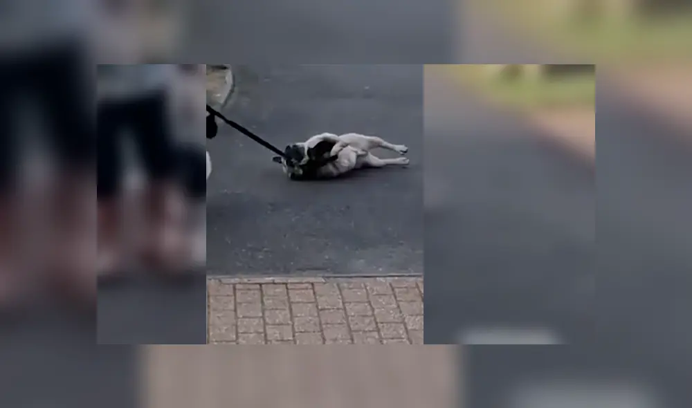 Vía Facebook. Transeúntes quedaron asombrados con el singular comportamiento del can en plena vía pública Vía Facebook. Transeúntes quedaron asombrados con el singular comportamiento del can en plena vía pública