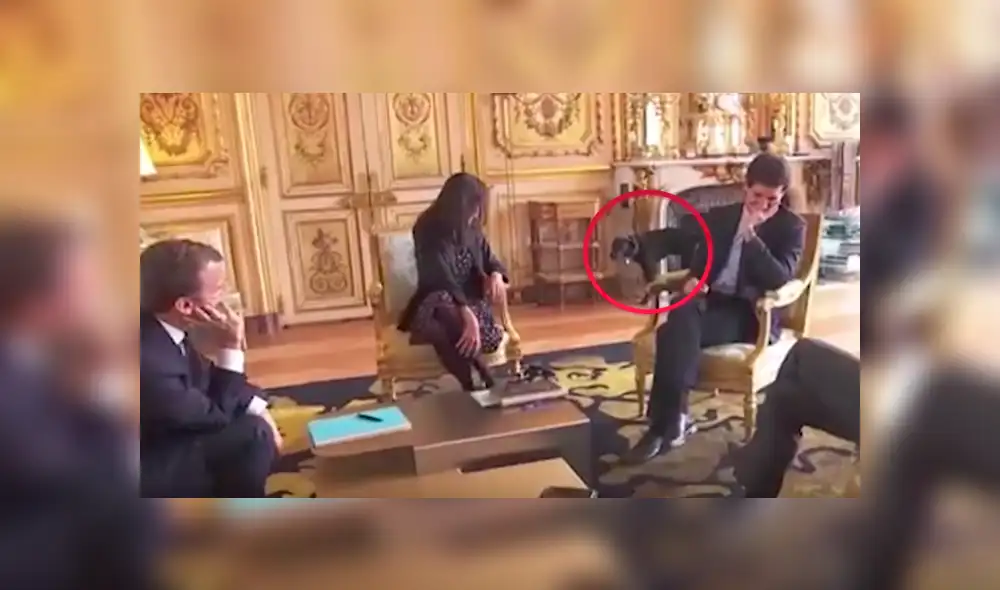 YouTube: la travesura de la mascota del presidente de Francia que fue transmitida en vivo [VIDEO]