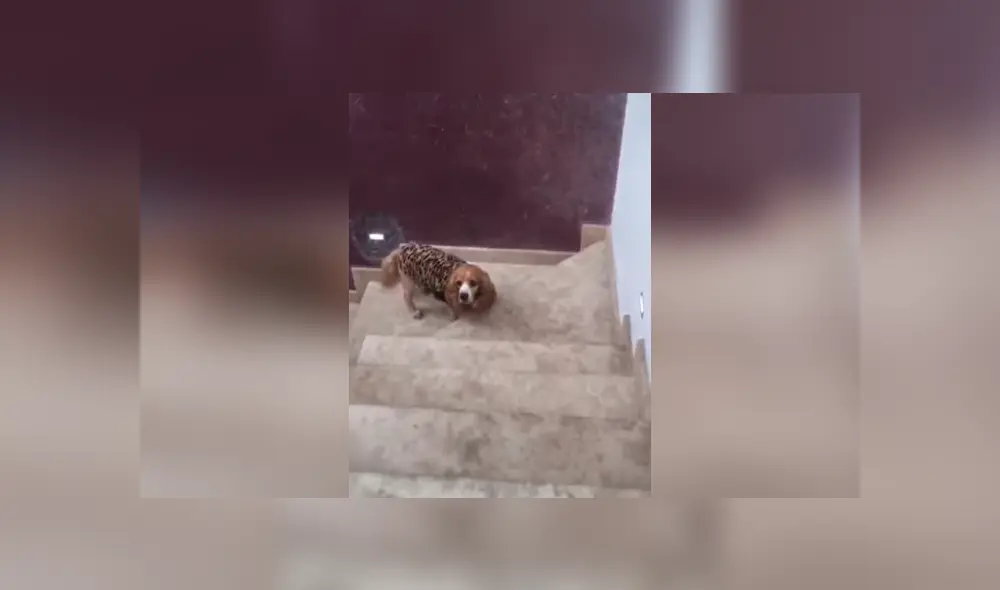 Desliza las imágenes hacia la izquierda para observar el comportamiento de un perro para impedir tomar un baño. Desliza las imágenes hacia la izquierda para observar el comportamiento de un perro para impedir tomar un baño.