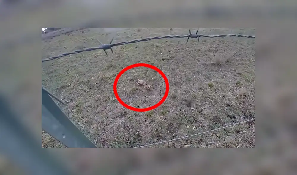 En YouTube, un motociclista recorría la carretera y encontró un canguro bebé que cayó de la bolsa de su mamá. En YouTube, un motociclista recorría la carretera y encontró un canguro bebé que cayó de la bolsa de su mamá.