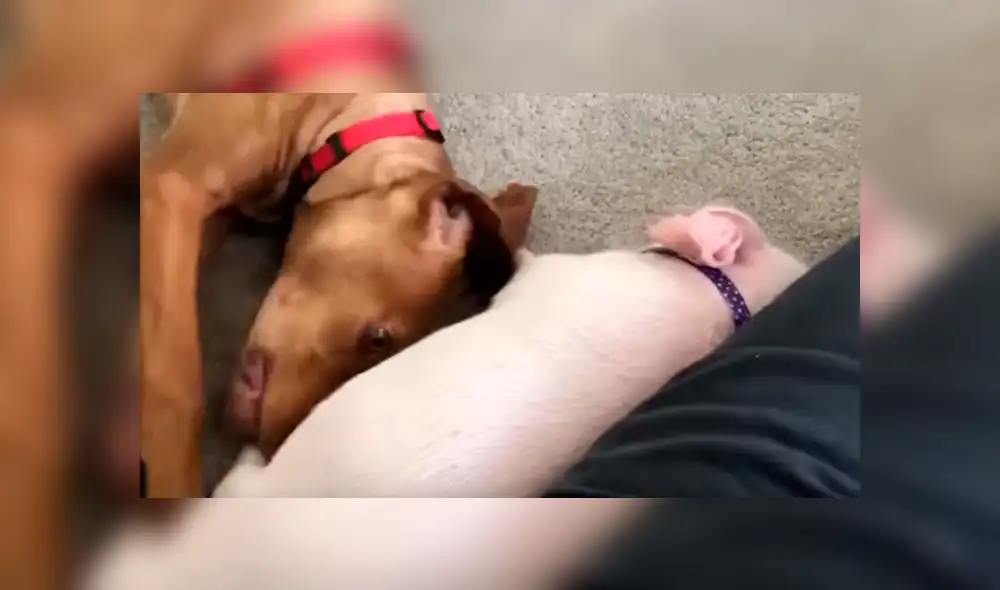 En YouTube, un joven acogió a un indefenso cerdo bebé y no imaginó la reacción de su perro al enterarse de la noticia. En YouTube, un joven acogió a un indefenso cerdo bebé y no imaginó la reacción de su perro al enterarse de la noticia.