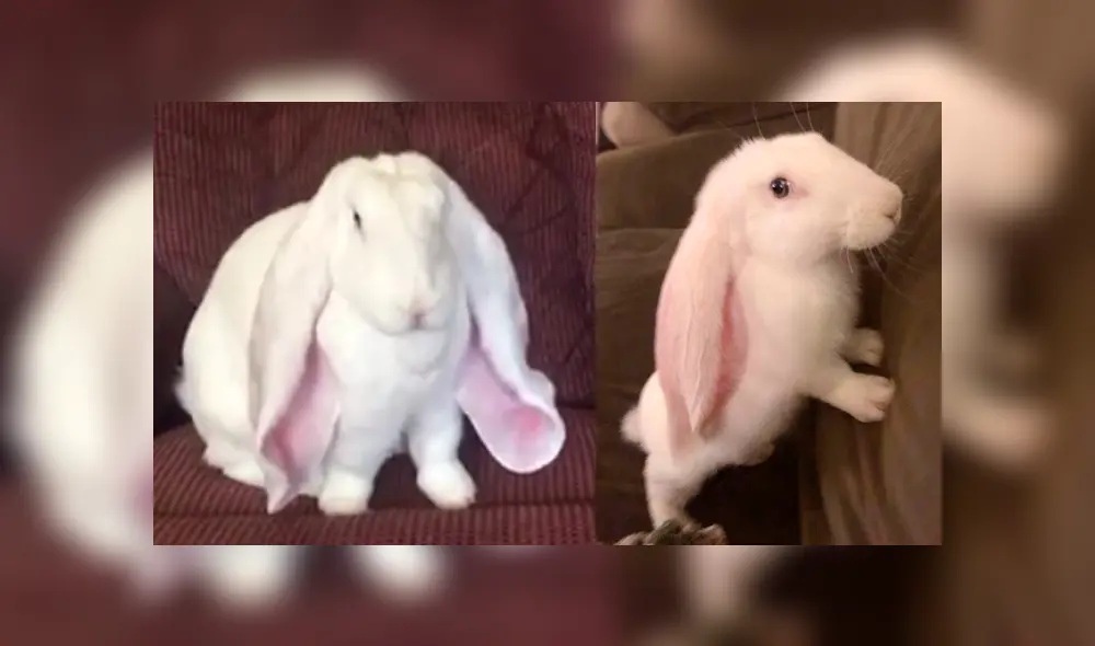 Facebook: conejo ‘orejón’ enternece a miles por curioso detalle en su comportamiento [VIDEO]