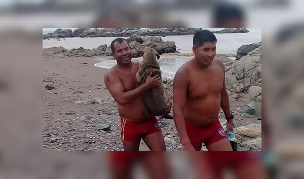 Vía Youtube: policía salvó a perrita tras ser arrastrada por huaico [VIDEO]