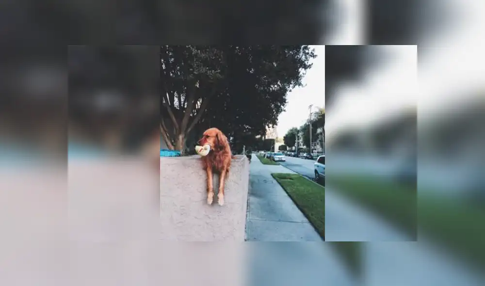 Facebook: conoce la triste historia del perro que lanza su juguete fuera de casa todos los días