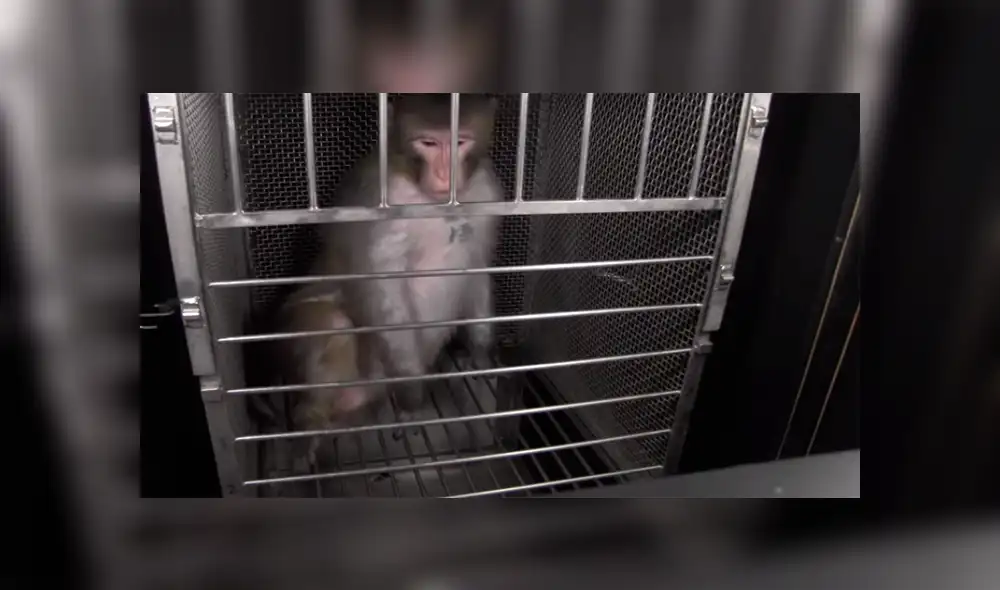 Revelan video de experimentos con monos para la fabricación de medicamentos [VIDEO] 