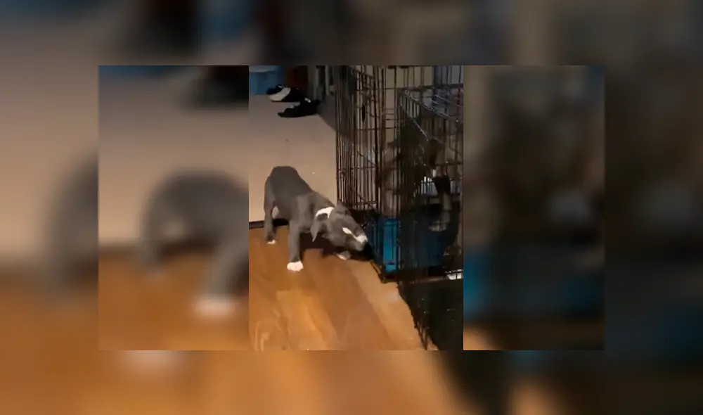 Desliza las imágenes para observar la emotiva acción de un cachorro para ayudar a su padre que fue castigado.