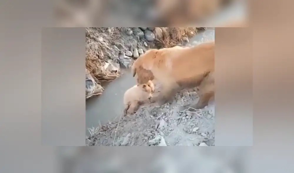 YouTube viral: perrito estaba a punto de caer, pero su mamá se arriesga para salvarlo [VIDEO]