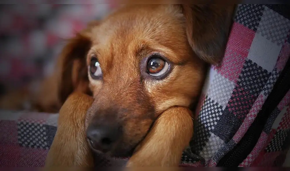 Tu perro sabe qué hora es y se da cuenta cuando no llegas a tiempo 