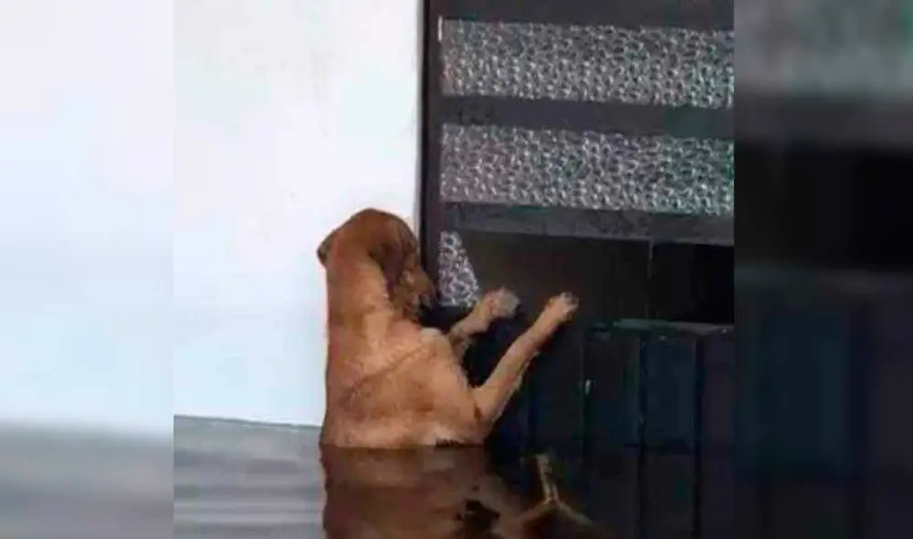 Desliza las imágenes para ver al tierno Máximo esperando volver a ver sus dueños que lo abandonaron. Foto: Facebook