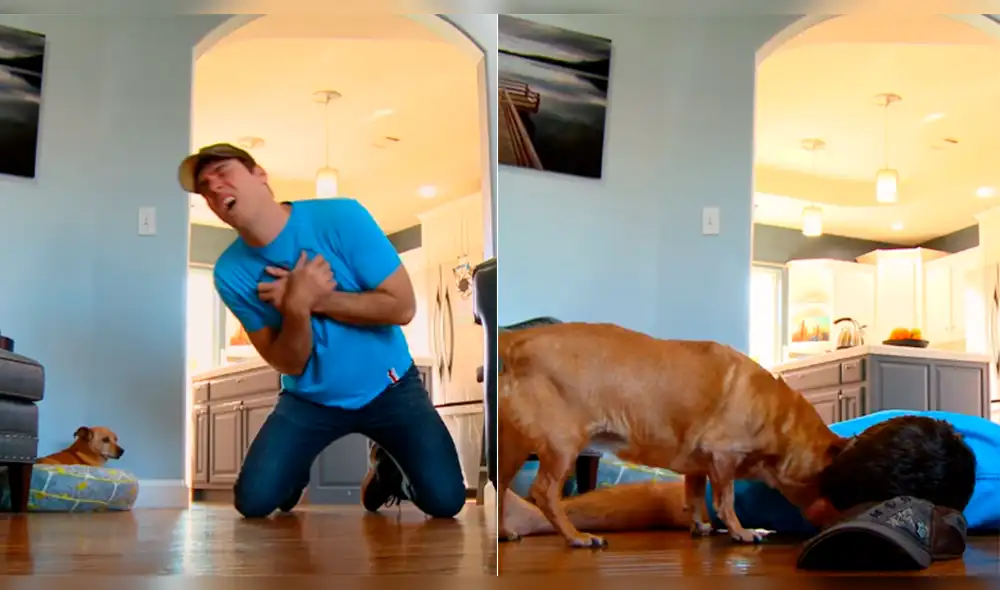 YouTube Viral: perro creyó que su amo falleció y su reacción asombra en redes [VIDEO]