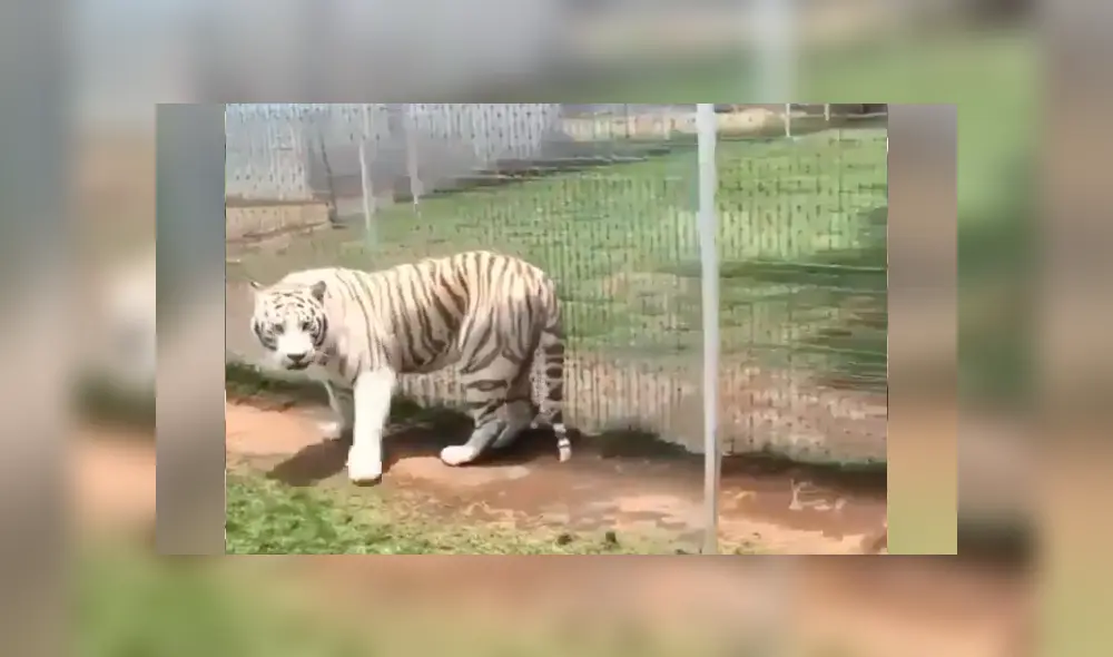 Desliza hacia la izquierda para ver el reencuentro que se hizo viral en YouTube. Desliza hacia la izquierda para ver el reencuentro que se hizo viral en YouTube.