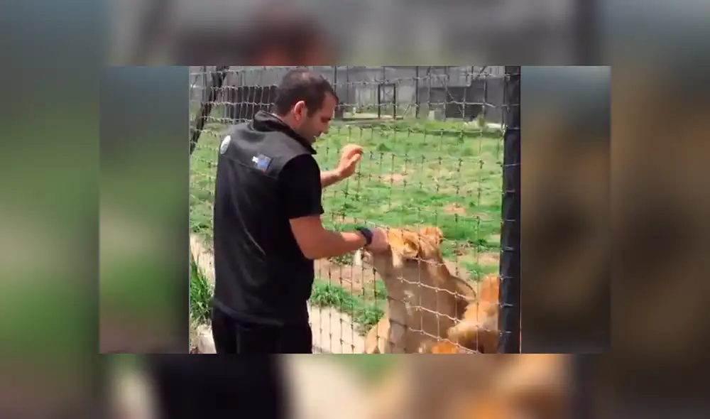 Leones tienen curiosa reacción tras ver a su amo 'pegado' en las rejas.