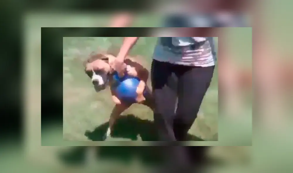 El can quería seguir jugando con su dueña y protagonizó un gracioso episodio que se ha hecho viral en Facebook