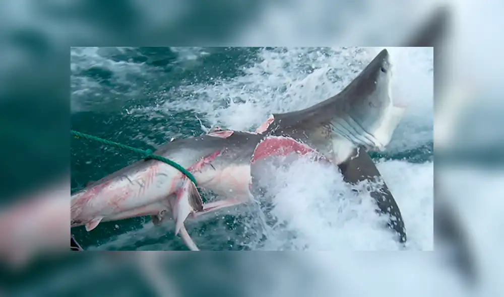 YouTube viral: turista navega en altamar y captar feroz batalla de tiburones con desgarrador final. Foto: Nat Geo Wild YouTube viral: turista navega en altamar y captar feroz batalla de tiburones con desgarrador final. Foto: Nat Geo Wild